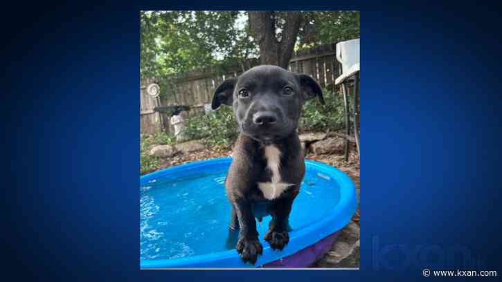 Austin Pets Alive! issues foster appeal amid heat wave