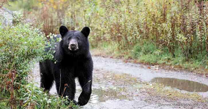 Unprovoked Bear Attacks and Kills Man Having Coffee, Drags Him 75 Feet Down Embankment