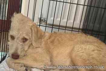 Woman’s plea after puppy catches deadly parvovirus in Darwen