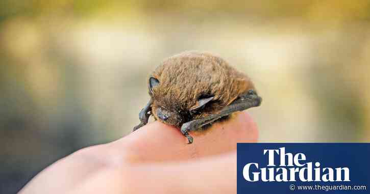 The pet I’ll never forget: Emmeline the tiny bat taught me the power of empathy