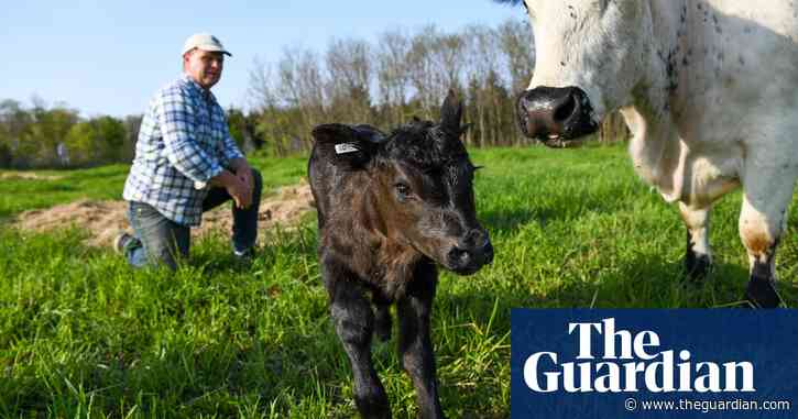 The best way to raise cows sustainably? Set them free