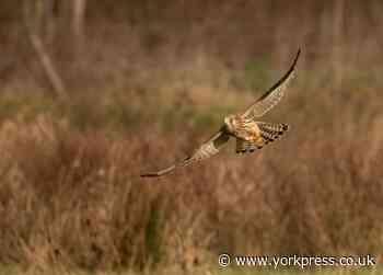 Record number of bird of prey sightings at Spaunton Estate