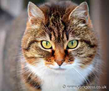 Cat shot in eye with air weapon in Pickering, police appeal