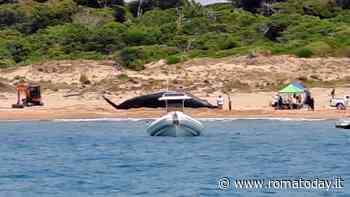 "C’è una balena spiaggiata a Torre Astura", ma sull'arenile c'è solo il set di una serie tv