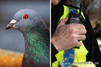 Selby: two boys interviewed after video shows pigeon killed in Barlby