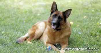 An experimental medical device saved a Gurnee man after a stroke -- and now it has FDA approval