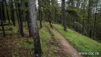 Outdoor lovers oppose clearcut logging plan that would affect hiking trails near Bragg Creek