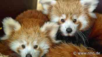 Rostocker Zoo hofft 2024 auf Rote Pandas
