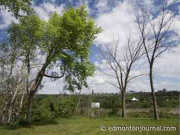 Keith Gerein: Council's push to accelerate housing runs into Edmonton's cult of the tree