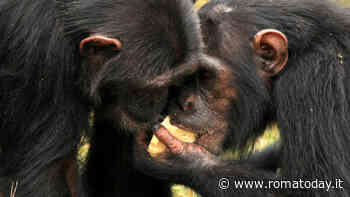 Anche gli animali comprendono la morte?