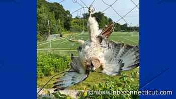 Hawk rescued from net at Sportsplex in North Branford