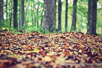 Hohe Waldbrandgefahr aufgrund anhaltender Trockenheit