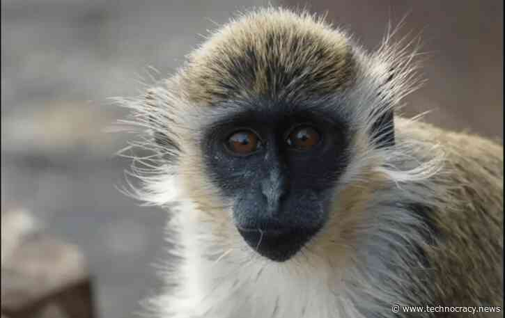 Green Monkeys: BioNTech’s mRNA Factory And The Marburg Virus