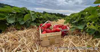 Alle lieben Erdbeeren