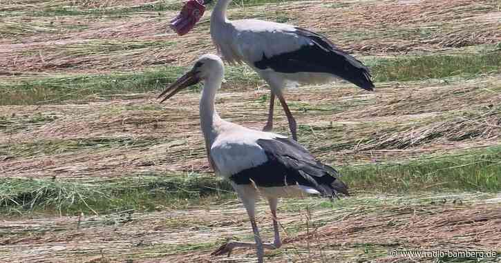 Mit Schnabel in Getränkedose: Sorge um Storch in Frankreich