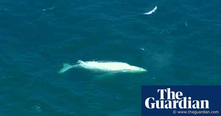 Is that you, Migaloo? Tourist captures video of familiar-looking whale over Great Barrier Reef