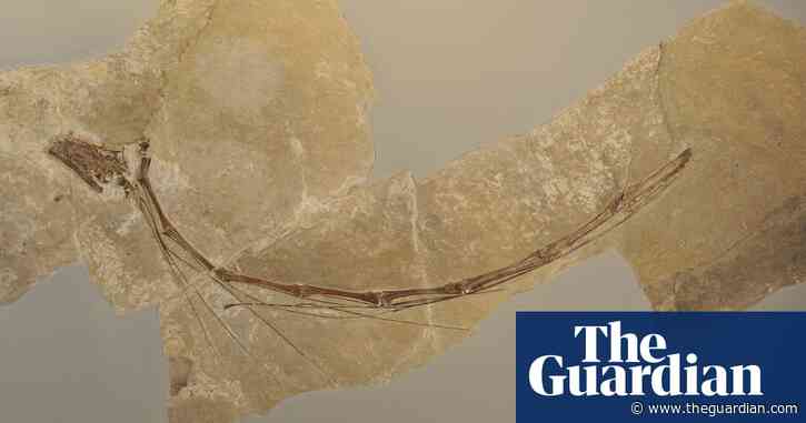 Fossils show long necks of prehistoric reptiles were targeted by predators