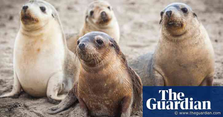 Australians far less aware of biodiversity loss than climate crisis, research finds