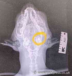 Owner of cat shot in the eye says her family are 'devastated'