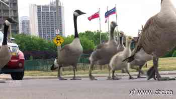 What are geese thinking when they block traffic? This expert sheds some light