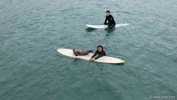 WATCH: Baby seal climbs onto California surfers' boards