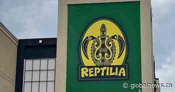 ‘Doesn’t change anything,’ says Reptilia’s lawyer as London, Ont. seeks court order