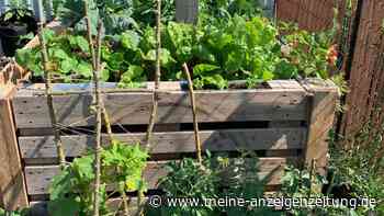 DIY-Anleitung in fünf Schritten - so klappt es mit dem eigenen Hochbeet