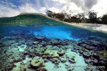 UN Adopts World's First Treaty to Protect High Seas Biodiversity