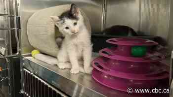 It's getting crowded at the Thunder Bay Humane Society, with a full house of dogs and cats