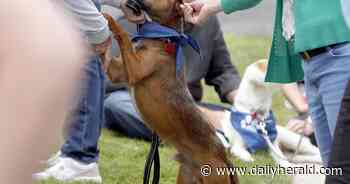 Schaumburg office complex makes dogged attempt to lure back workers, with a dog park