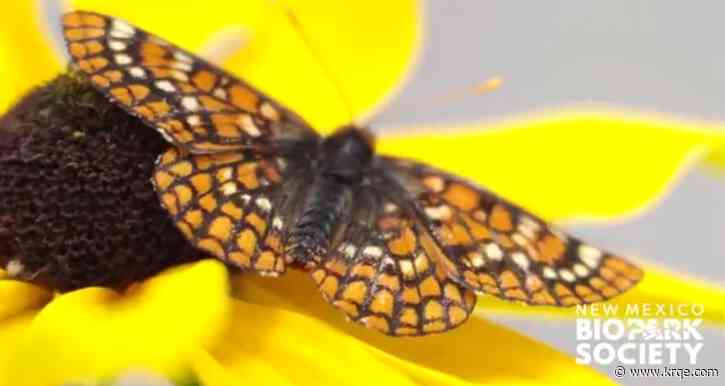 ABQ BioPark celebrates 'Pollinator' week
