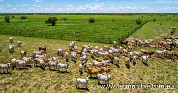 High supply of cattle to continue