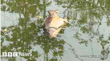 Dozens of dead fish found at Manor Farm Park in Birmingham