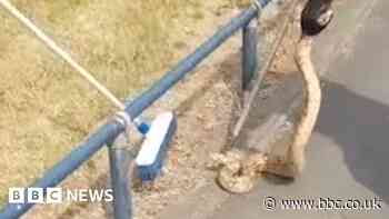 Boa constrictor spotted by police in busy Birmingham road