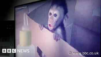 Global network of sadistic monkey torture exposed by BBC