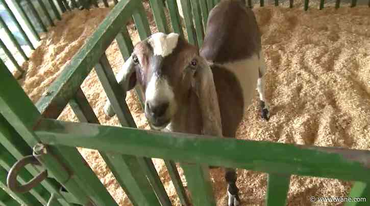 New dates for Allen County Fair complicate 4-H activities for Indiana State Fair