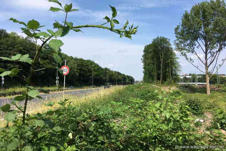 Eigentümer muss zweite Hecke pflanzen