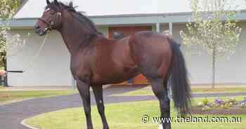 Popular Coolmore stallion passes