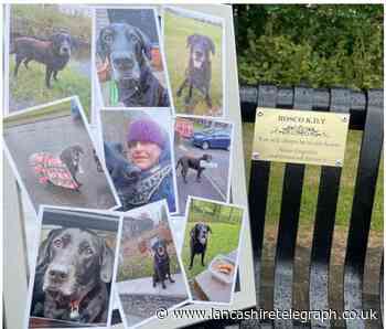 Tribute to Darwen dog whose poorly paw inspired a litter drive