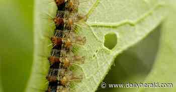 If you see yellow planes above, they're spraying to keep the spongy moth off trees