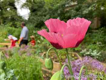Holgate community orchard opened by Holgate Allotment Association