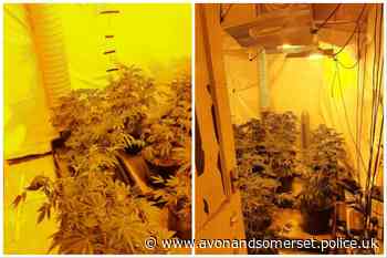 Suspected cannabis grow located in Southmead