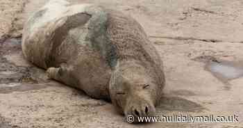Update on 'ageing' seal at Oss Wash as experts urge people to keep their distance