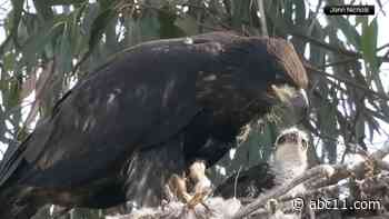 Bald eagle adopts baby hawk in California