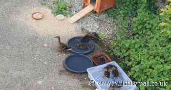 Mother duck and her offspring bring joy to cancer patients as Castle Hill Hospital staff take family under their wing