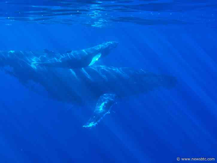 Bitcoin Whales Continue To Accumulate As BTC Makes Recovery Push