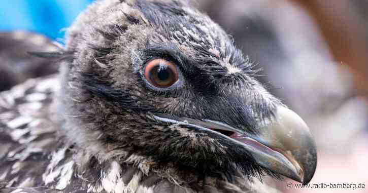 Sisi macht den Abflug