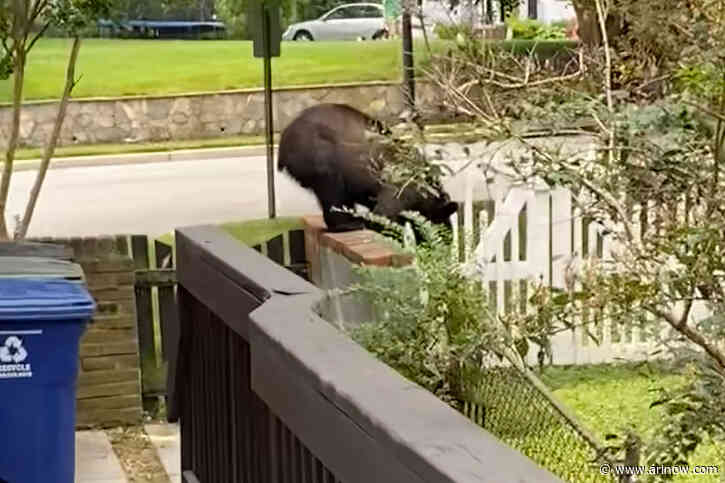 JUST IN: Bear spotted in another N. Arlington neighborhood
