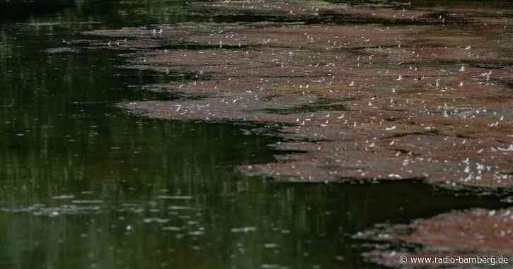 Blaualgen im Riedlinger Baggersee: «Wasserblüten» meiden