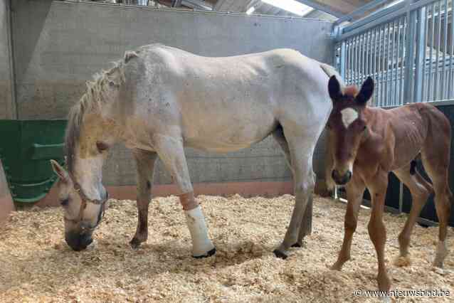 Na sprookjesachtige match tussen merrie en veulen slaat noodlot opnieuw toe: spoedoperatie moet leven van pleegmoeder redden na “gruwelijke wonde”
